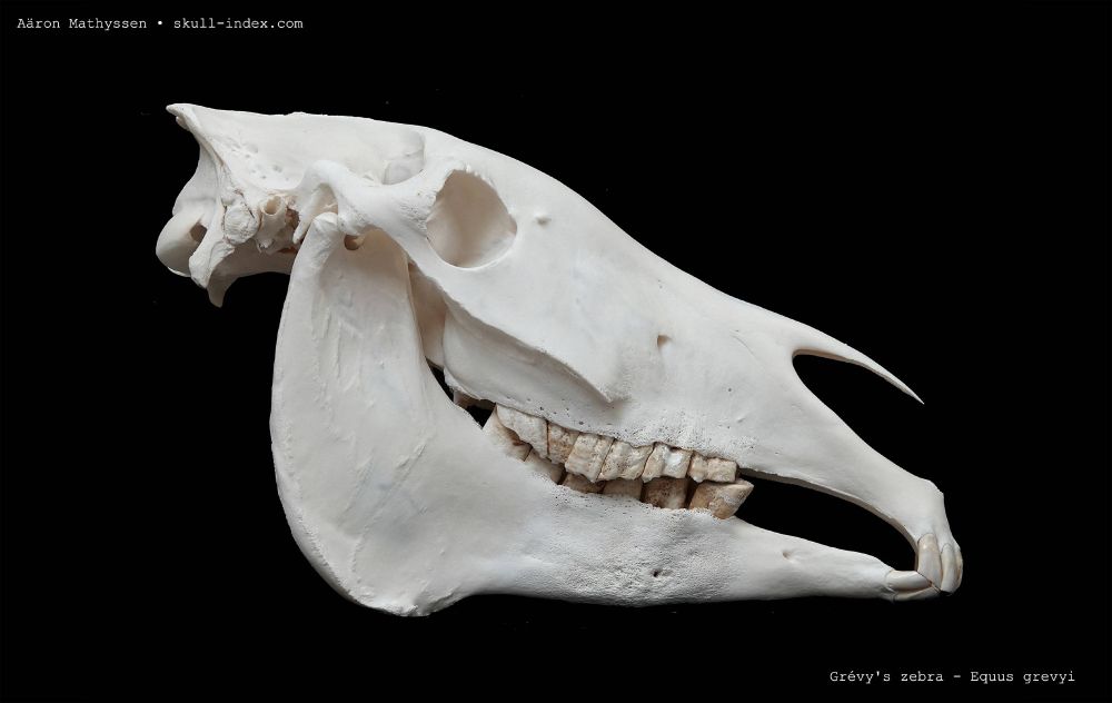 Right lateral view of a Grevy's zebra skull.