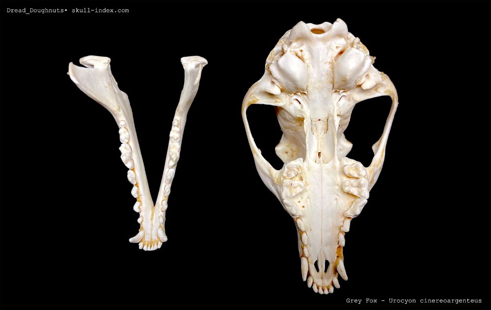 Views of the skull of a Grey Fox ( Urocyon cinereoargenteus ), showing the dentition of the underside of the maxilla, and the dentition of the mandible, the skull is against a black background.