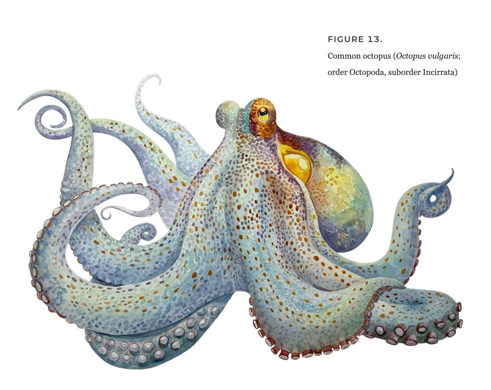 Common octopus