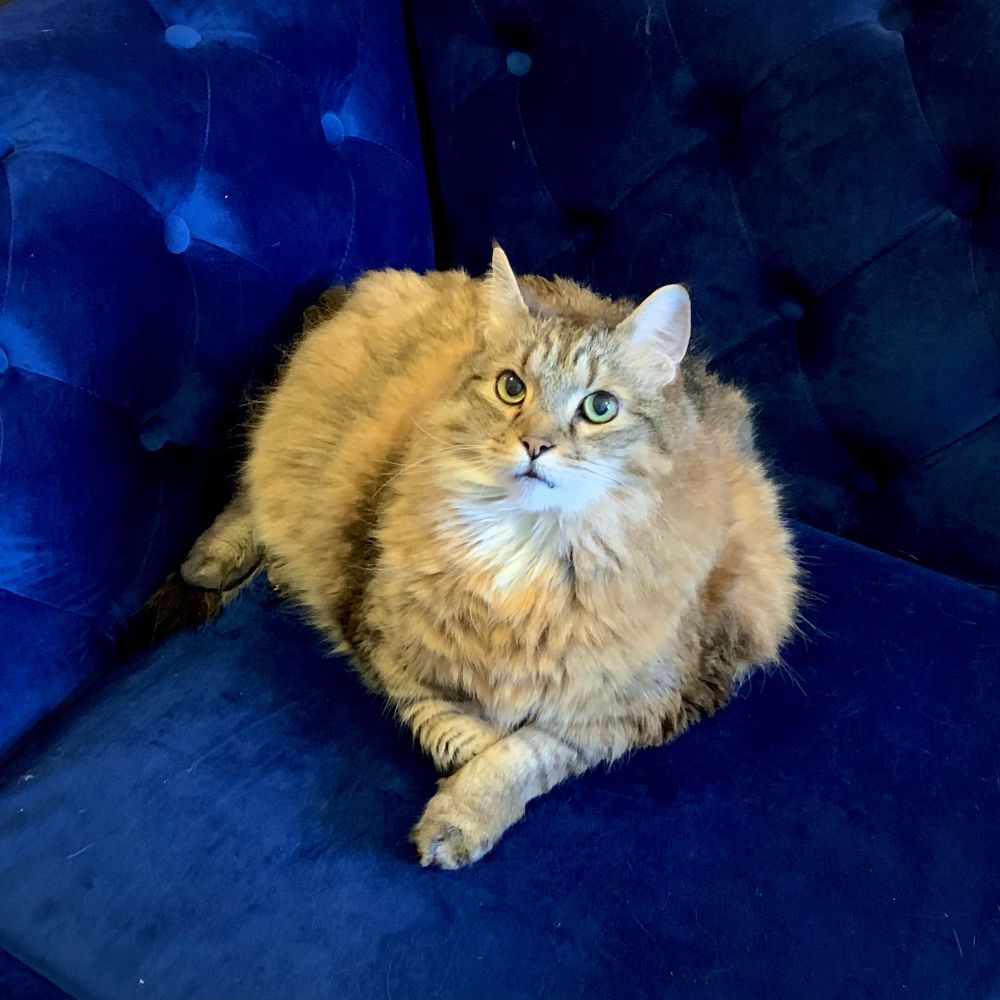 Fluffernutter, a large longhair cat (possibly part Maine Coon?), sits in the corner of a blue velvet sofa. She was a very good cat.