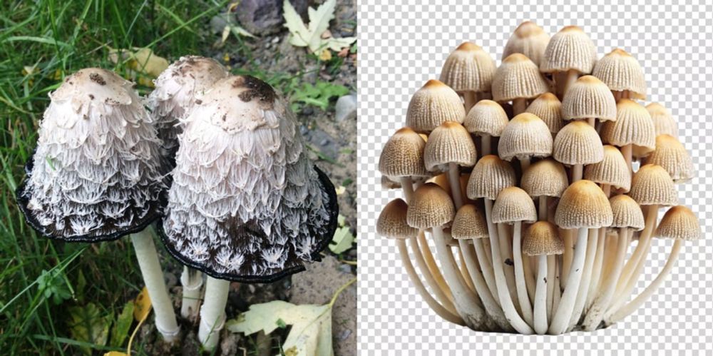 Google Serving AI-Generated Images of Mushrooms Could Have 'Devastating Consequences'