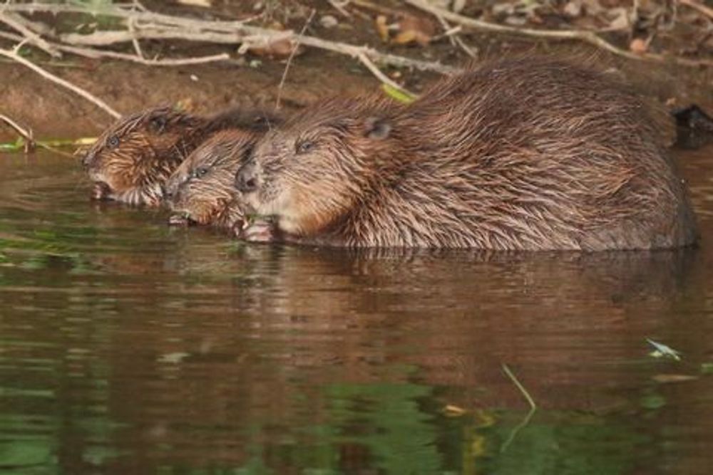 Welsh government gives thumbs up to beavers in Wales | Wildlife Trusts Wales