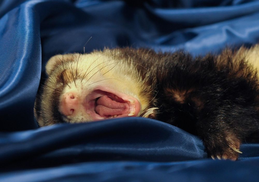 a ferret -- a small mammal -- yawning