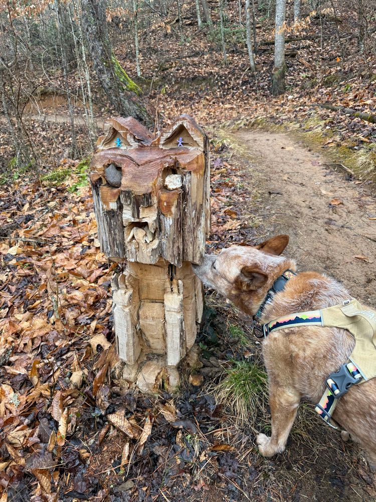 A red Australian cattle dog sniffs a wooden statue of a catamount on a brown, muddy running trail