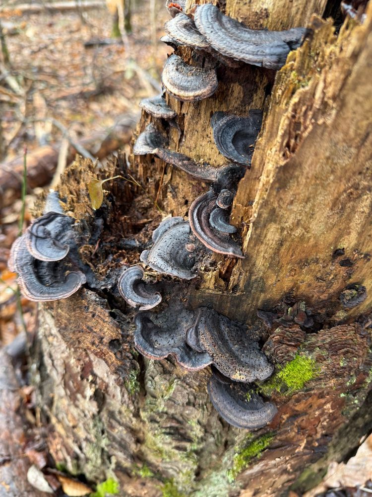 Shelf fungus grow on a rotting tree stump