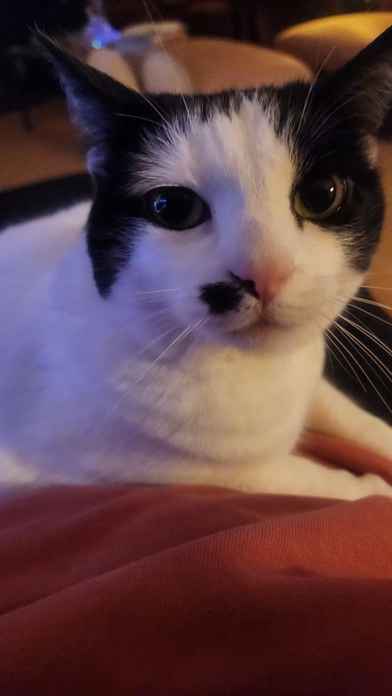 Close-up of white kitty with a black beauty mark.
