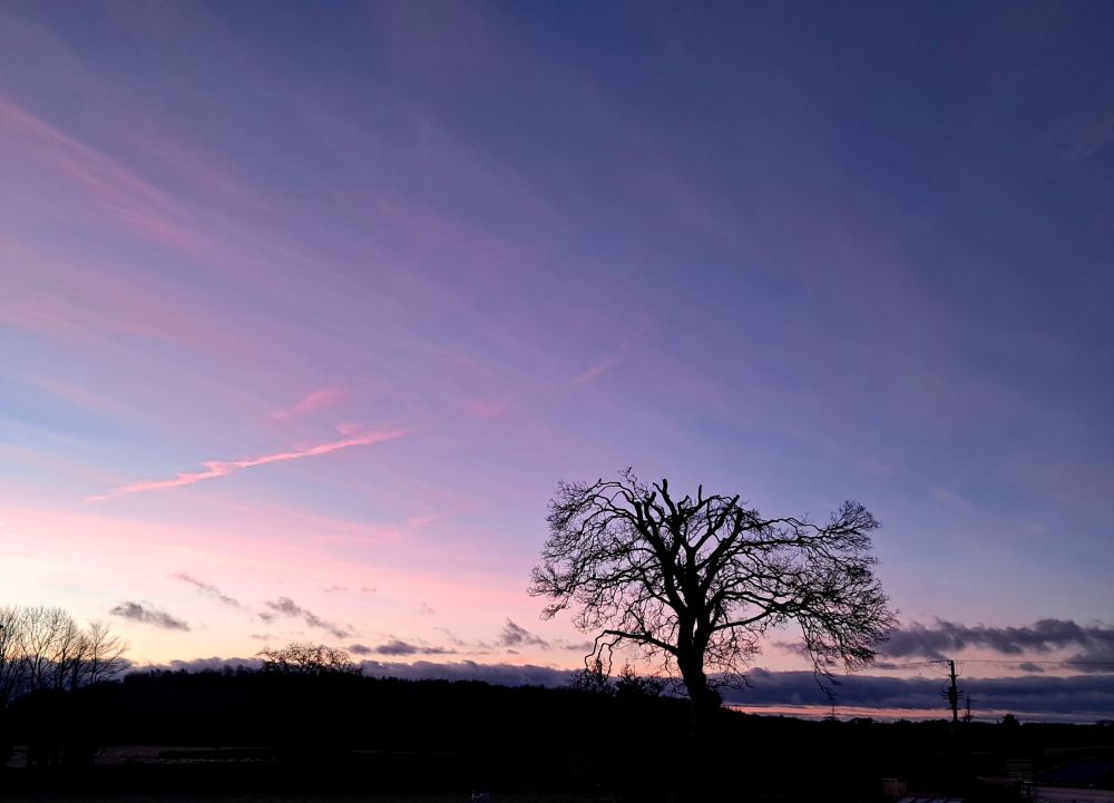 Bare winter tree silhouetted against a pink washed sunrise sky