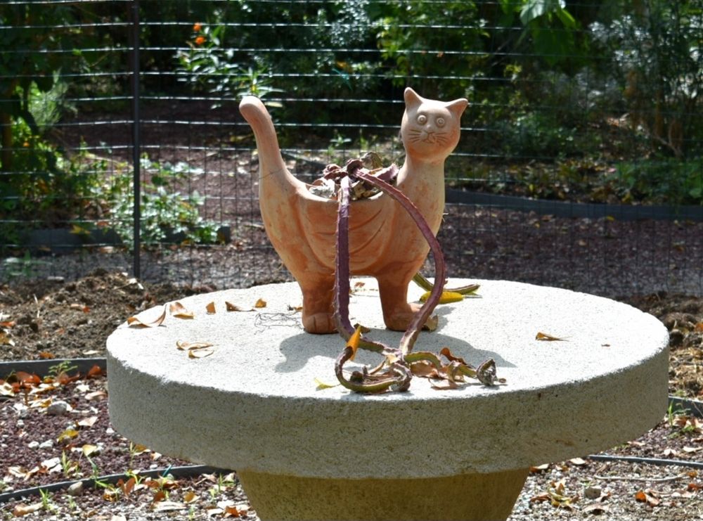 Terracotta cat planter with trailing cactus in Giardino Ravino, Ischia 