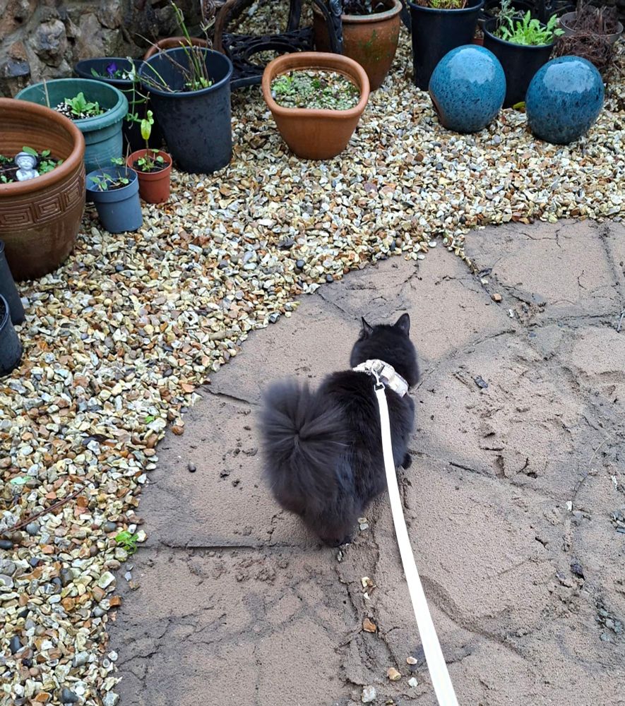 Black cat on a lead looking at the garden, he's unimpressed as always. He hates the wind, hates the rain & looks at me as if to say 'what do you want me to do out here then?'