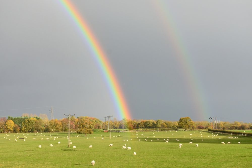 Sheep grazing in a sunlit field beneath a double rainbow. 