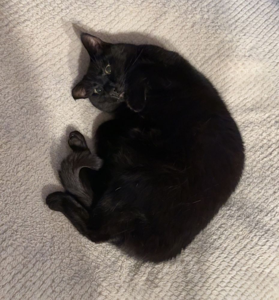 Smokey, a black cat with green eyes, is curled up on a plush white bed.