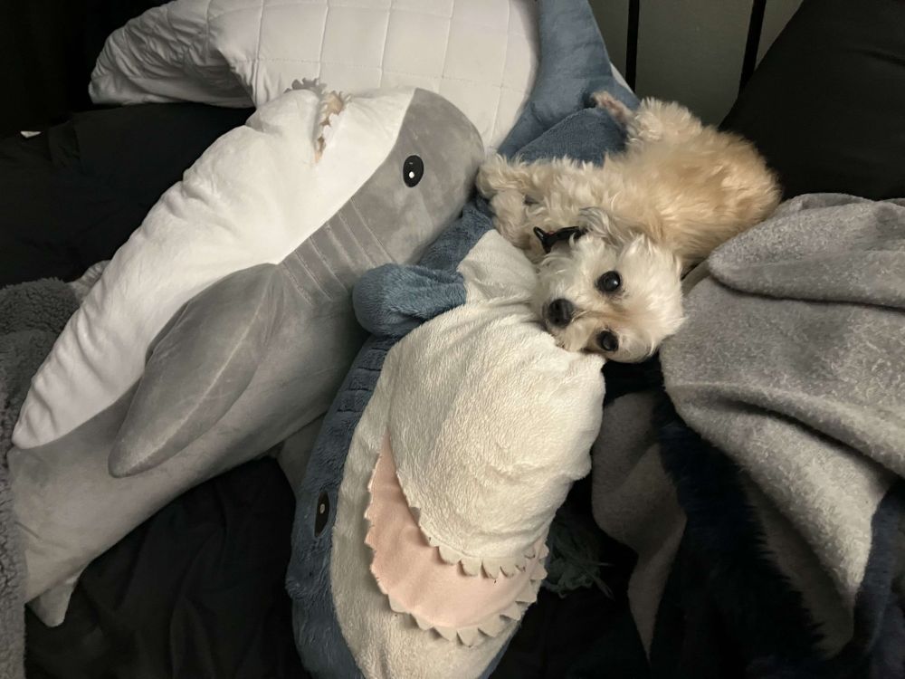 A small off-white dog resting on her side looking at the camera on top of two plush sharks and a grey blanket.