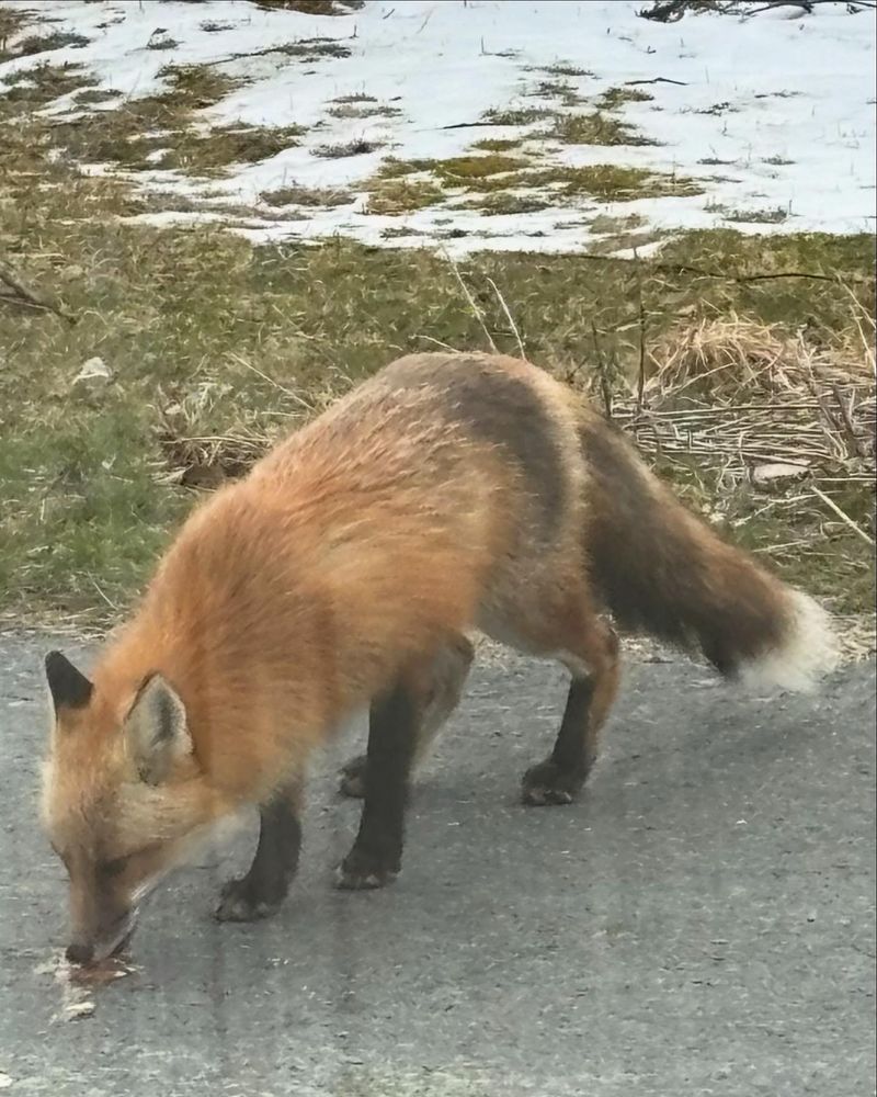 Big healthy red fox outside the window. 