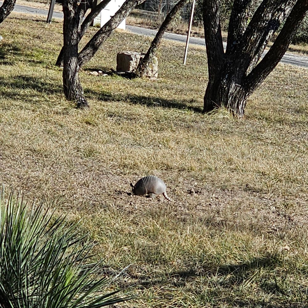 An armadillo in a field