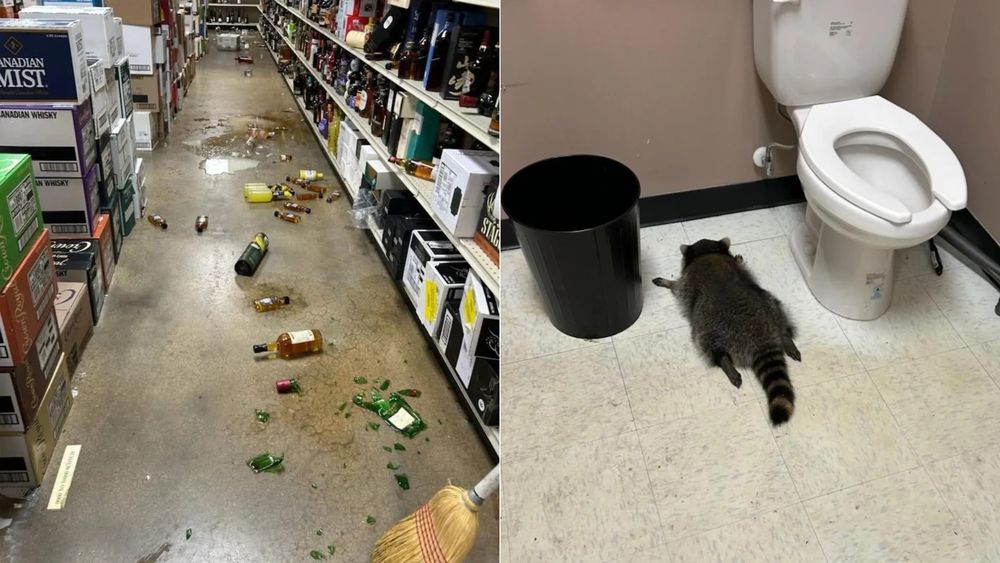 Two panels from a news website captioned “The before and after of his reign of terror. Raccoons, they're just like us. Photos: Courtesy of Hanover County Animal Protection and Shelter”

First panel is a line of broken alcohol bottles down an isle with the second panel being a padded out drunk raccoon 