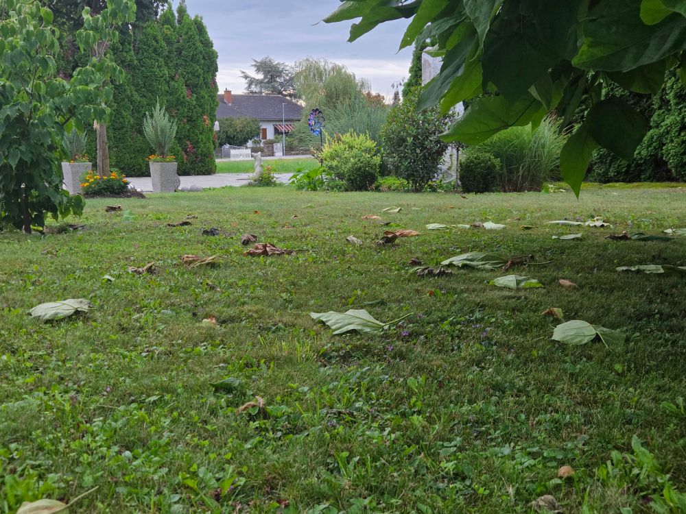 Blick über den Rasen im Garten. Der teilweise recht starke Regen hat einige Blätter von den Bäumen und Sträuchern  gefegt. Alles ist saftig grün. Dunkle Wolken am Himmel. 