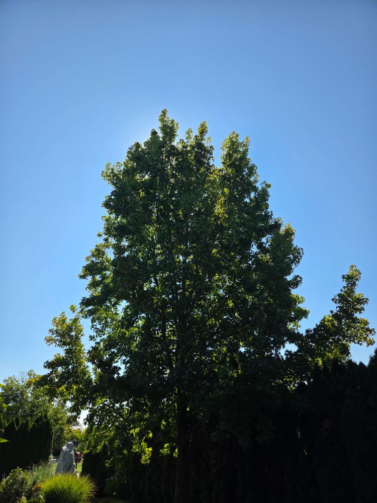 Die Sonne strahlt durch den Amberbaum und lässt die Tropfen des Nebels am Morgen glitzern. Strahlend blauer Himmel um die Krone. 