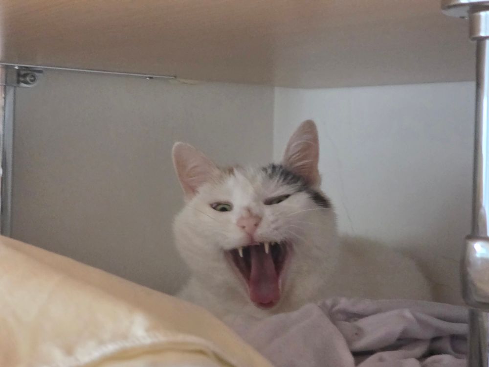 Der Katzenwecker gähnt das Handy an. Er liegt auf den frischen Bettbezügen im Regen. 