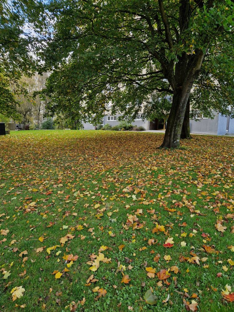 En gräsmatta fylld av nedfallna höstlöv.