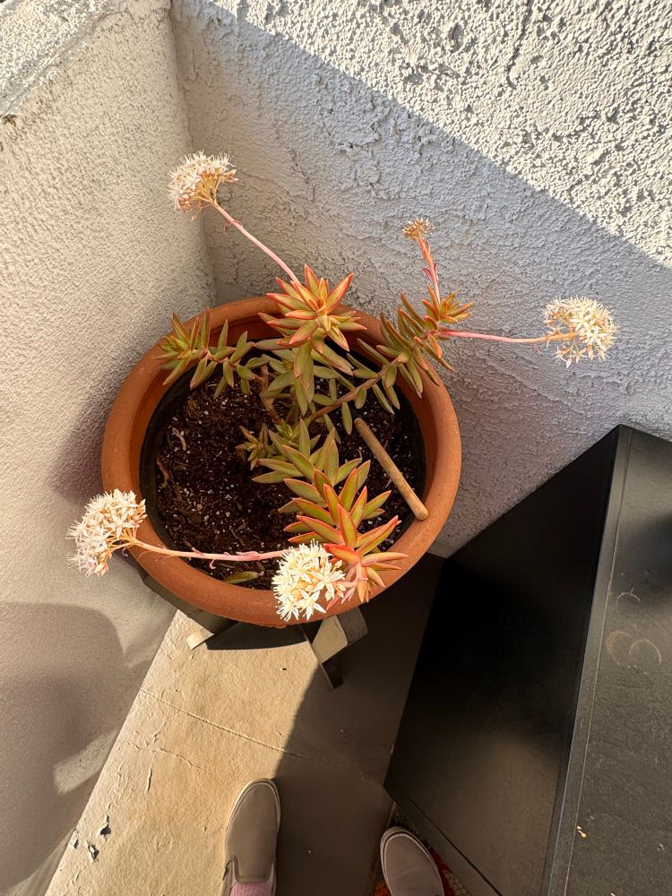 Succulent with flowers blooming