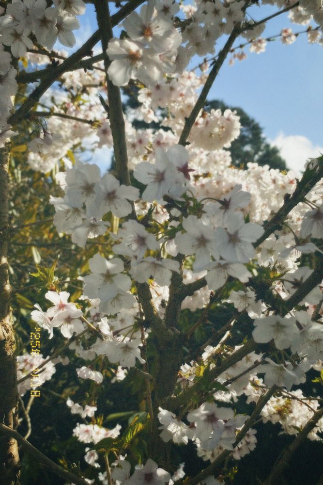 close up photo of cherry blossom 
