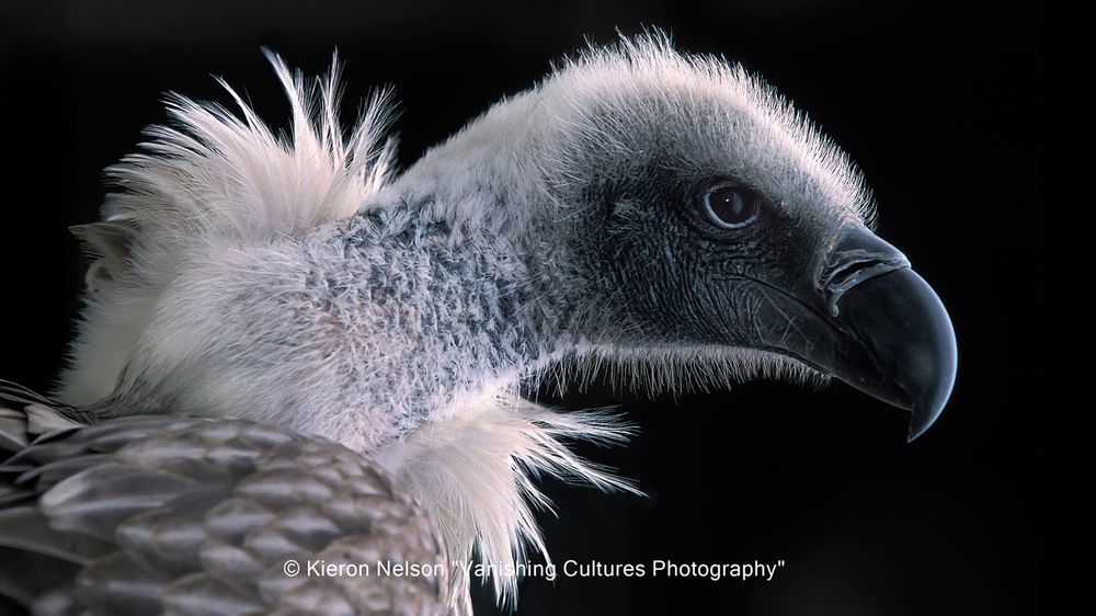 The primary threat is the consumption of diclofenac-tainted carcasses. Diclofenac, used to treat livestock, is highly toxic to vultures, causing kidney failure and death. White-backed vultures are sometimes hunted for traditional medicine and belief practices, and they are also victims of illegal trade. Climate change and potential food scarcity due to habitat loss and other factors also contribute to the decline. The White-backed Vulture (Gyps africanus) is a Sub-Saharan African vultures species occurring from Mauritania east to Sudan and Ethiopia and south to northern and eastern South Africa.
