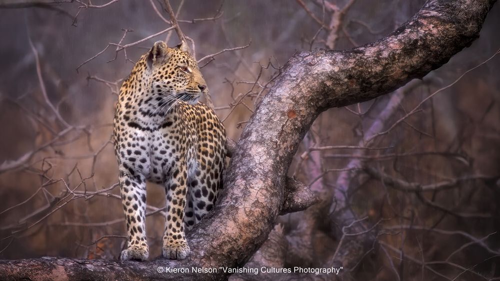 Leopard in the rain at Londolozi, South Africa. Leopards once roamed widely, but they are now locally extinct in a significant part of their former range. Habitat loss, human-wildlife conflict, and trophy hunting are primary factors contributing to the decline in leopard populations. 
