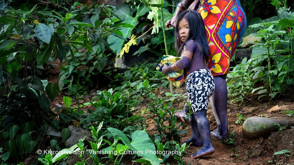 The jagua is an inedible fruit which the Waounan and Embera people have long used as a body dye. The fruit is hard and needs to be grated. The pulp is then mixed with a very small amount of water and squeezed by hand or inside a piece of fabric to extract a liquid that darkens as it oxidizes.