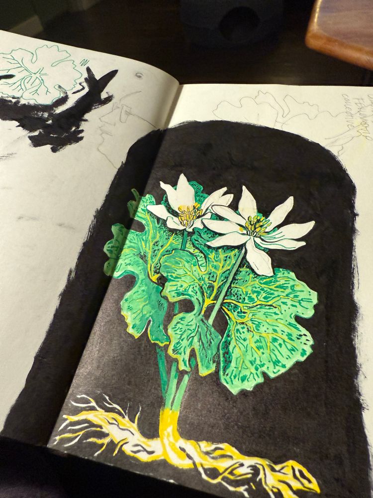 Sketch of a flowering bloodroot #sketchbook #bloodroot #fieldsketching #botanicalillustration #nativegardening #gardenfeed #