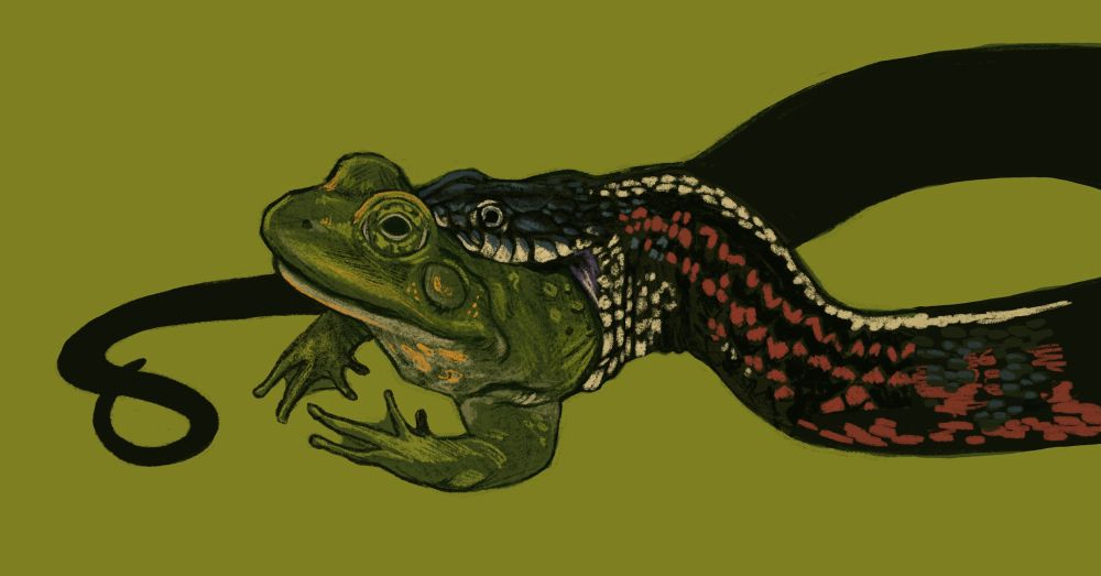 Illustration of a snake eating a frog 
