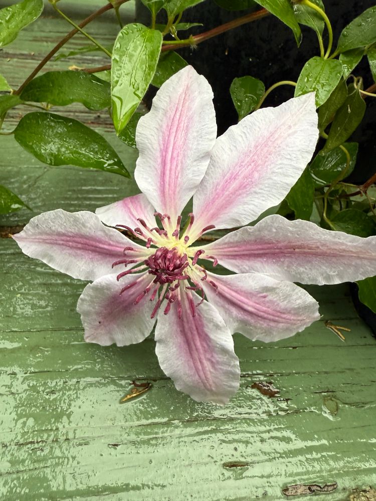 Pink clematis on a green deck