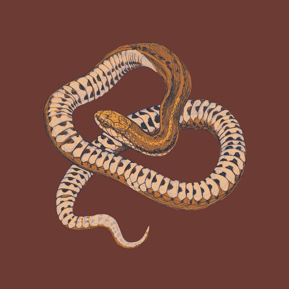 Illustration of a brown snake coiled onto its self with a brown background 