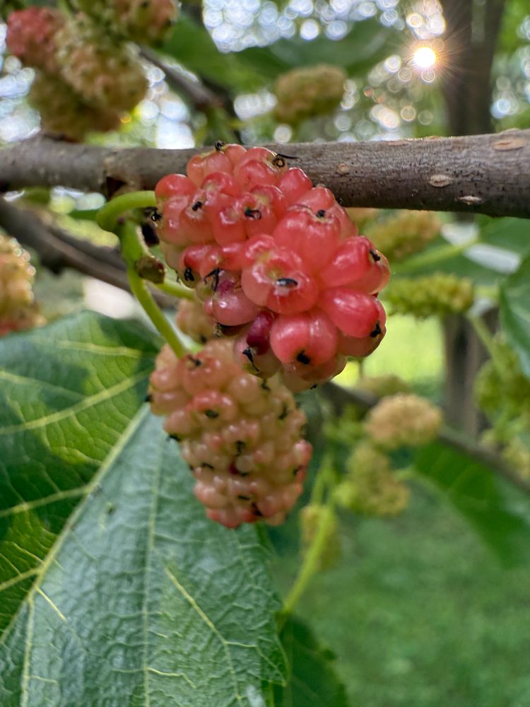 Photo of two mulberries 