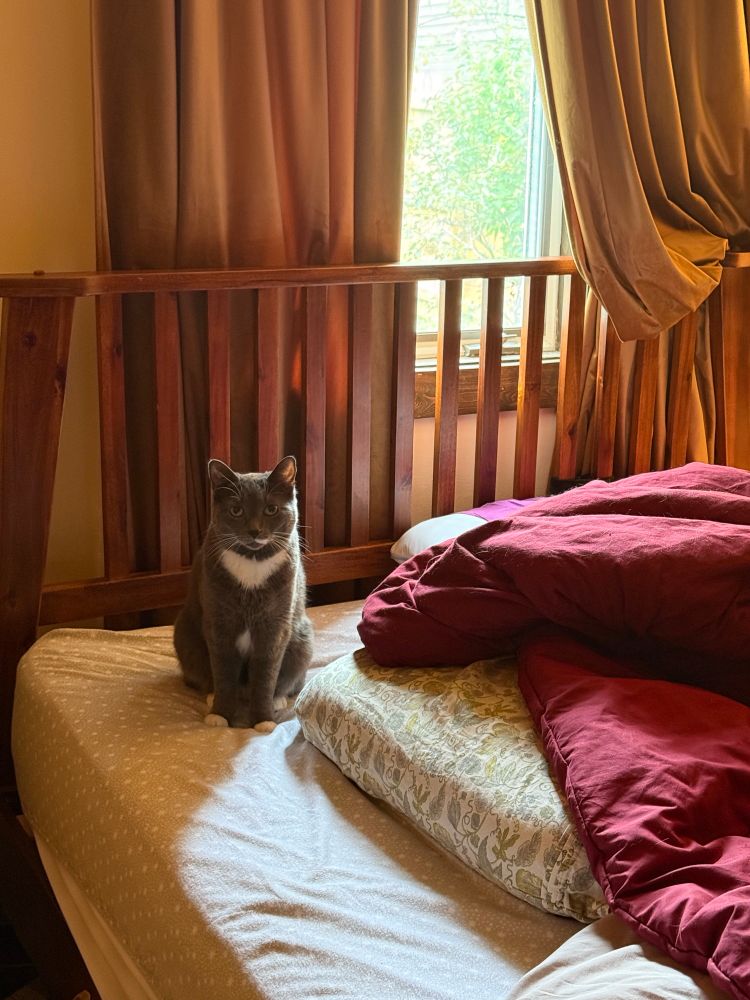 A grey cat on a very messy bed with lovely afternoon sun coming through the window. She wants to know where I’ve been. 