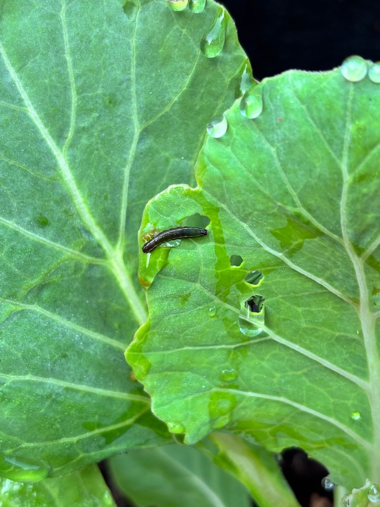 A little greedy caterpillar on Zodi’s cabbage plant
