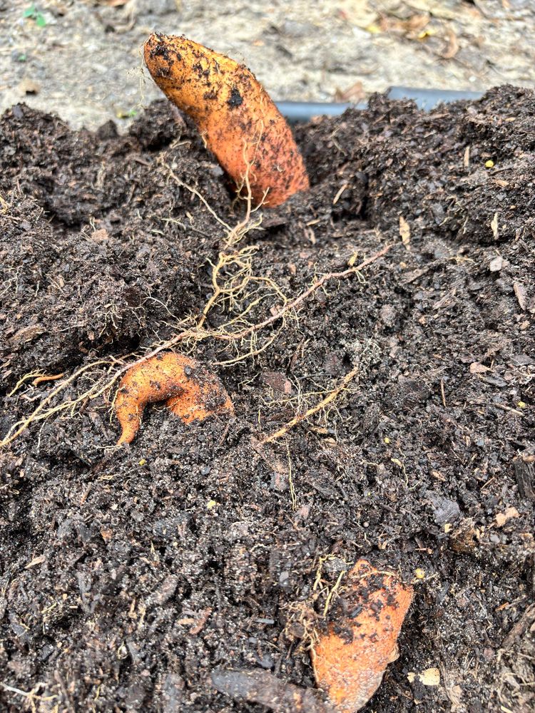 Three sweet potatoes poking out of soil