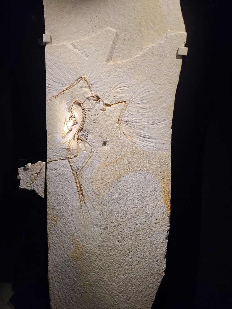 Its.... a slab of tiny white stone with the fossilized remains stuck in it. Was expecting the full fossil and something bigger - still really cool though!