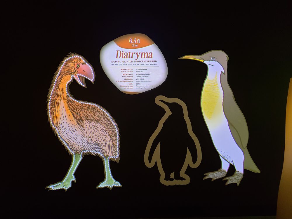 Life size drawings of two giant ancient flightless birds. The diatryma, a nutcracker bird. And a giant penguin.