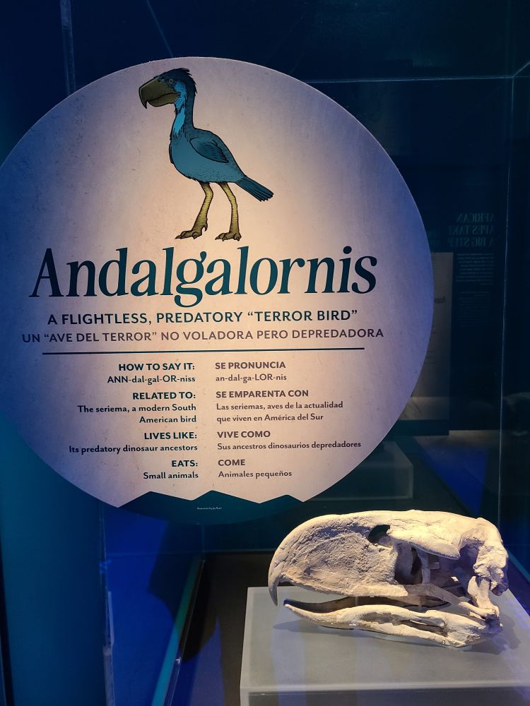 Info on the andalgalornis, aka terror bird, ancient giant predator. Fossil of its skull