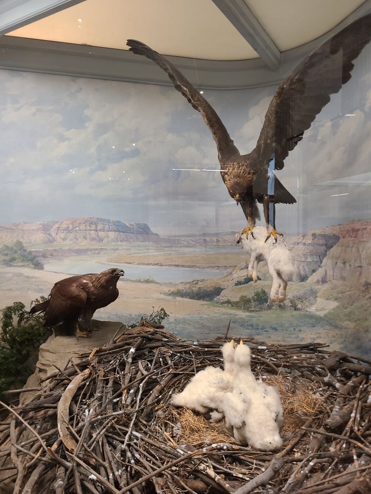 More birds. Eagles and their next, to be exact. Parent is flying in with a fresh rabbit for the babies.