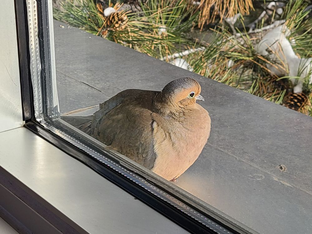Mourning dove my beloved.