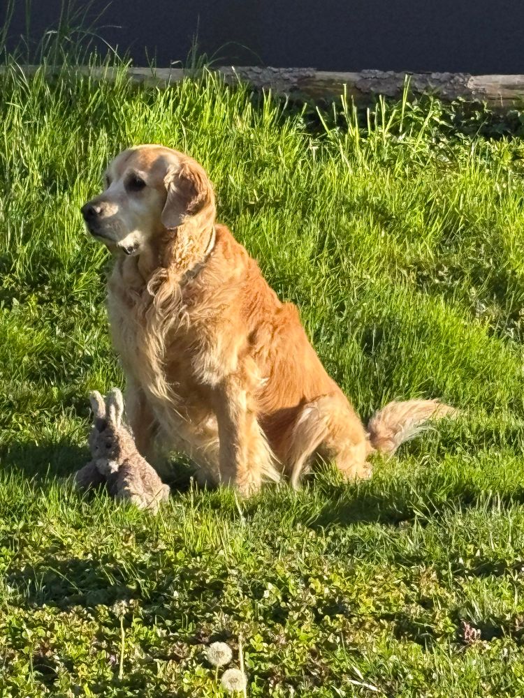 Golden Retriever sitting in the sun with his toy donkey