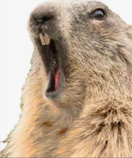 Groundhog going 'AAAAAAAAAAAAAAAAAAA' 