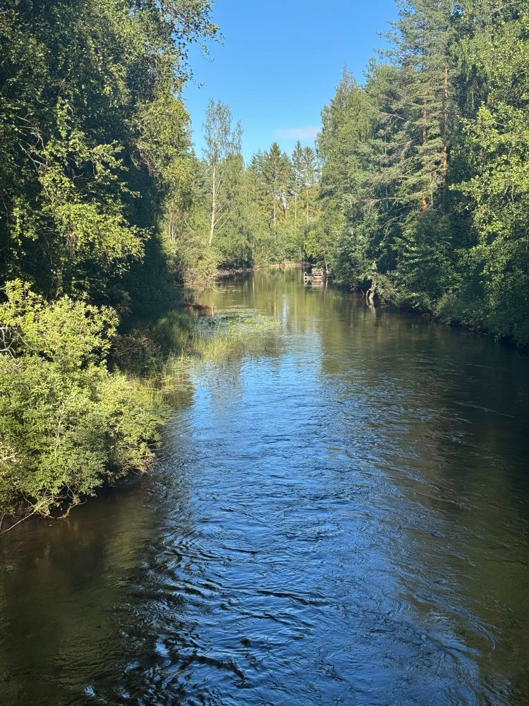 A view up the rippling waters of the Heinäjoki as it flows into the woods and around a bend. The dark, clear water appears greenish in the shadows and bright blue where it reflects the sky. The river is a triangle pointing up from the bottom of the image with a small trapezoid of blue sky pointing down from the top center. The woods are a mix of silver birch, spruce, and pine trees. 