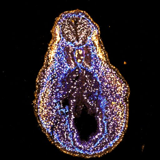 Cryosection immunofluorescence image from a Xenopus embryo showing the neural crest, fibronectin, and DAPI.