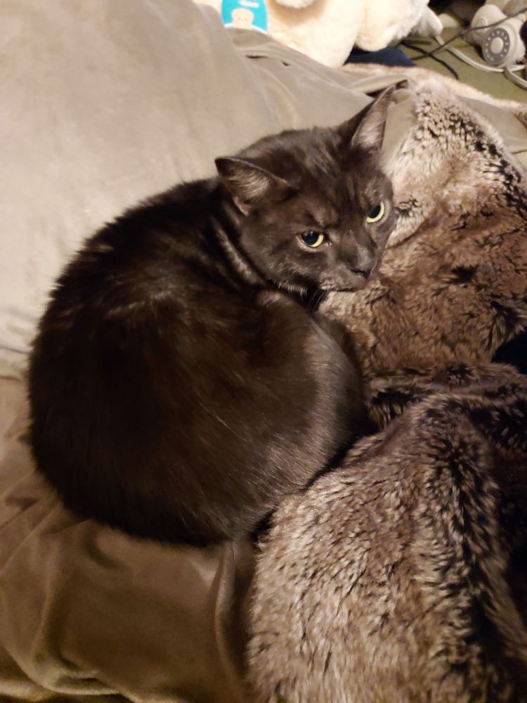 A black tabby laying on a fuzzy blanket