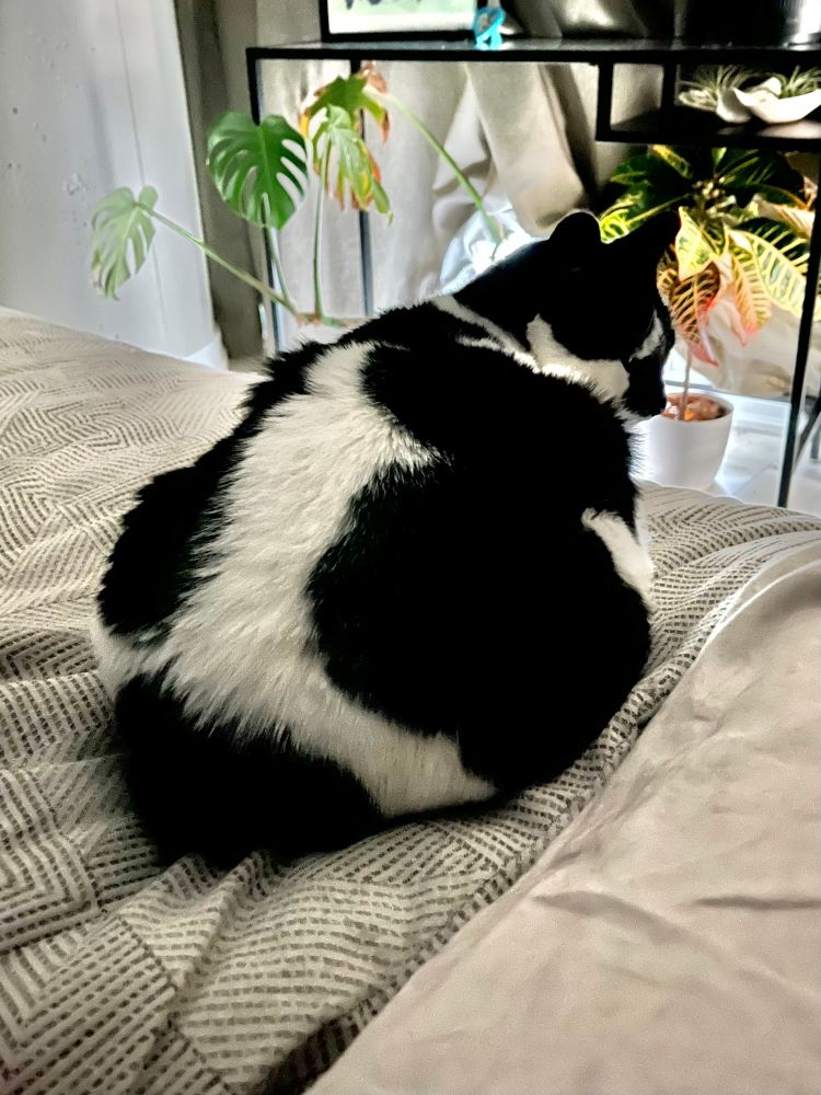 rogue, my black-and-white cat, perching on my bed waiting for attention