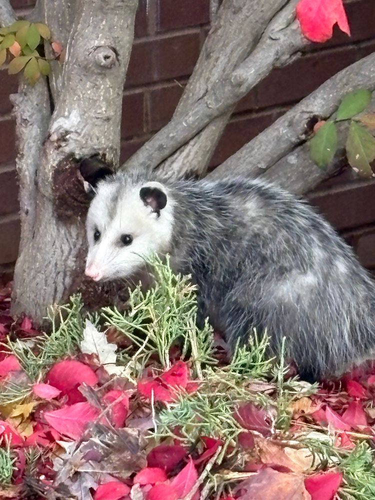 Possum in red leaves 