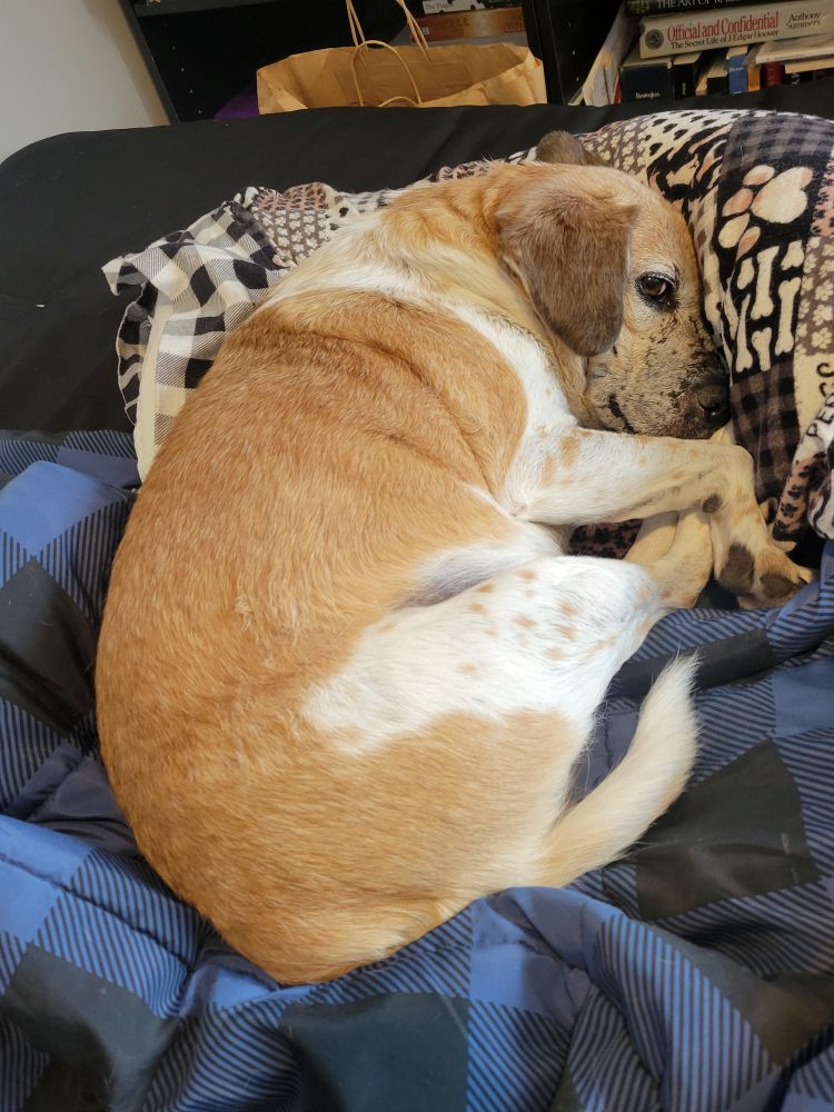 Hera the dog napping on top of a comforter and a pillow 
