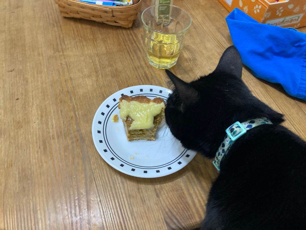 Truffle nosily sniffing a half-eaten piece of pie.